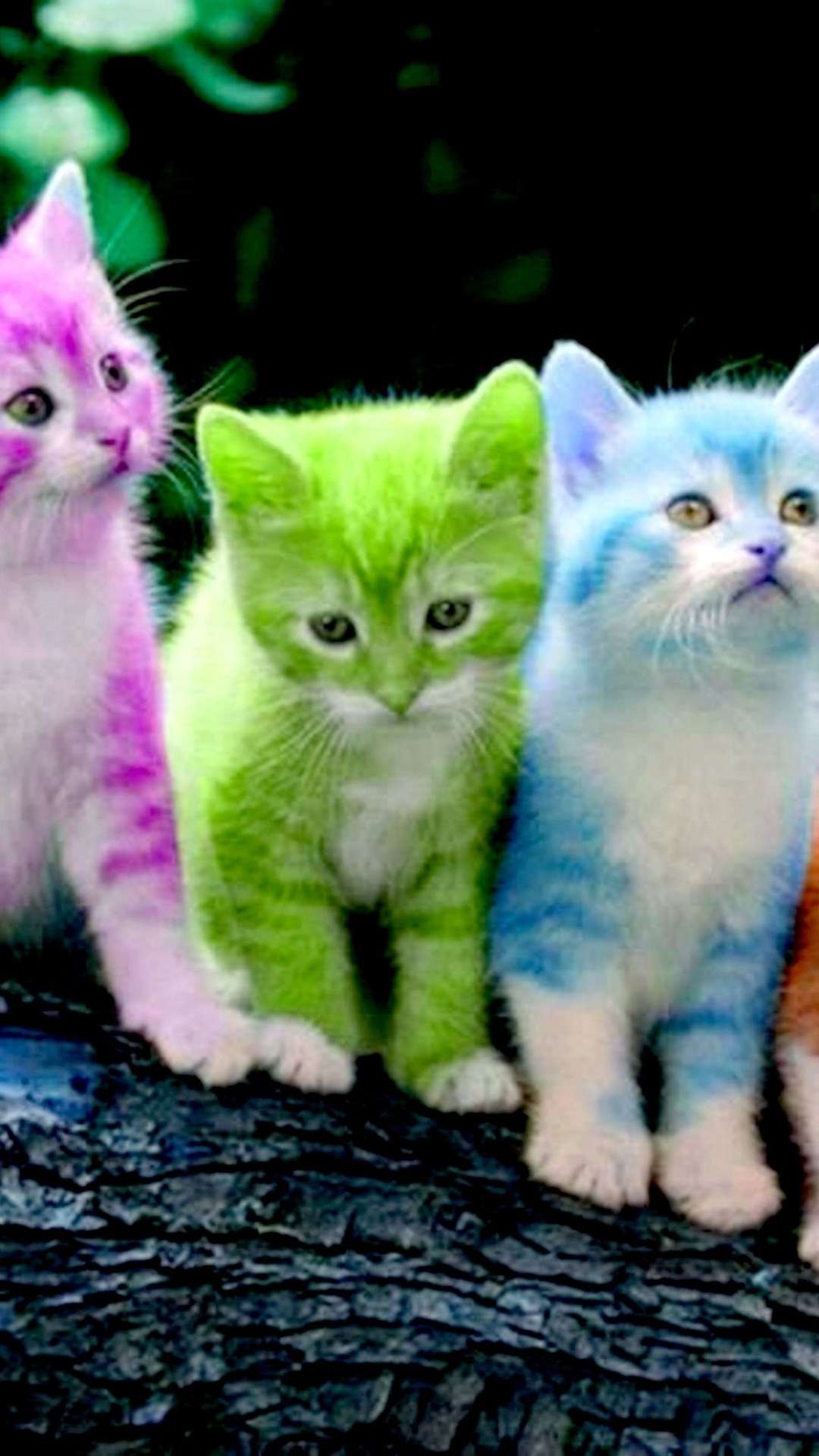 150+ Kittens wallpapers HD | Download Free backgrounds