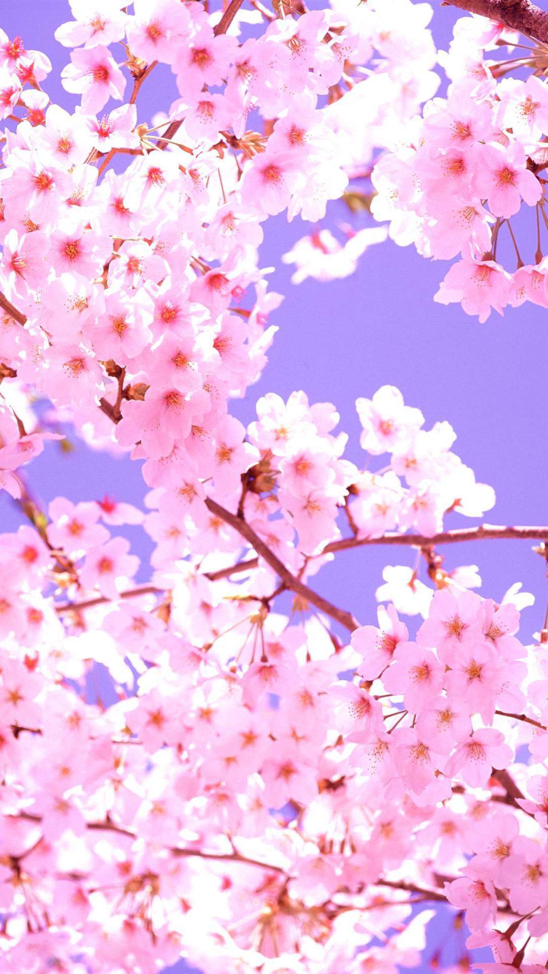 Mount Fuji Cherry Blossom 4K Wallpaper iPhone HD Phone 6801k
