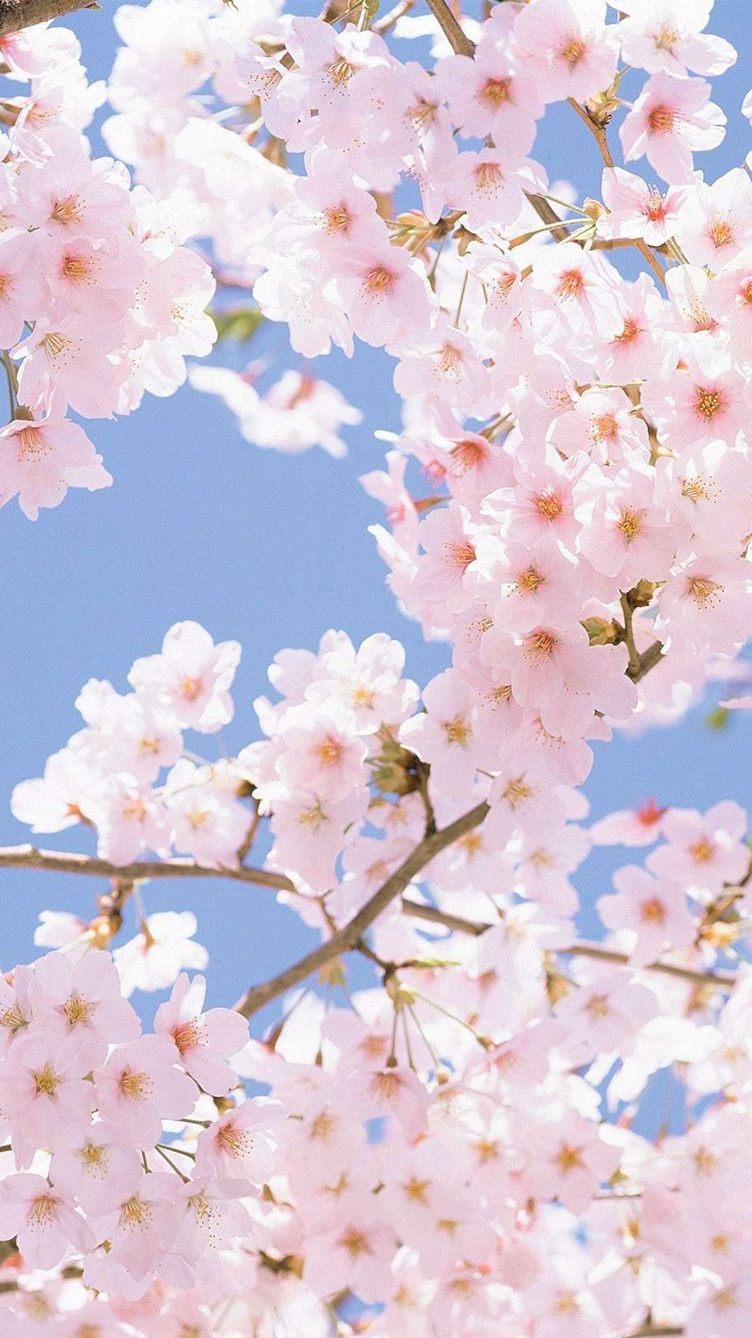 31+ Anime Cherry Blossom Wallpapers for iPhone and Android by Heidi Simmons