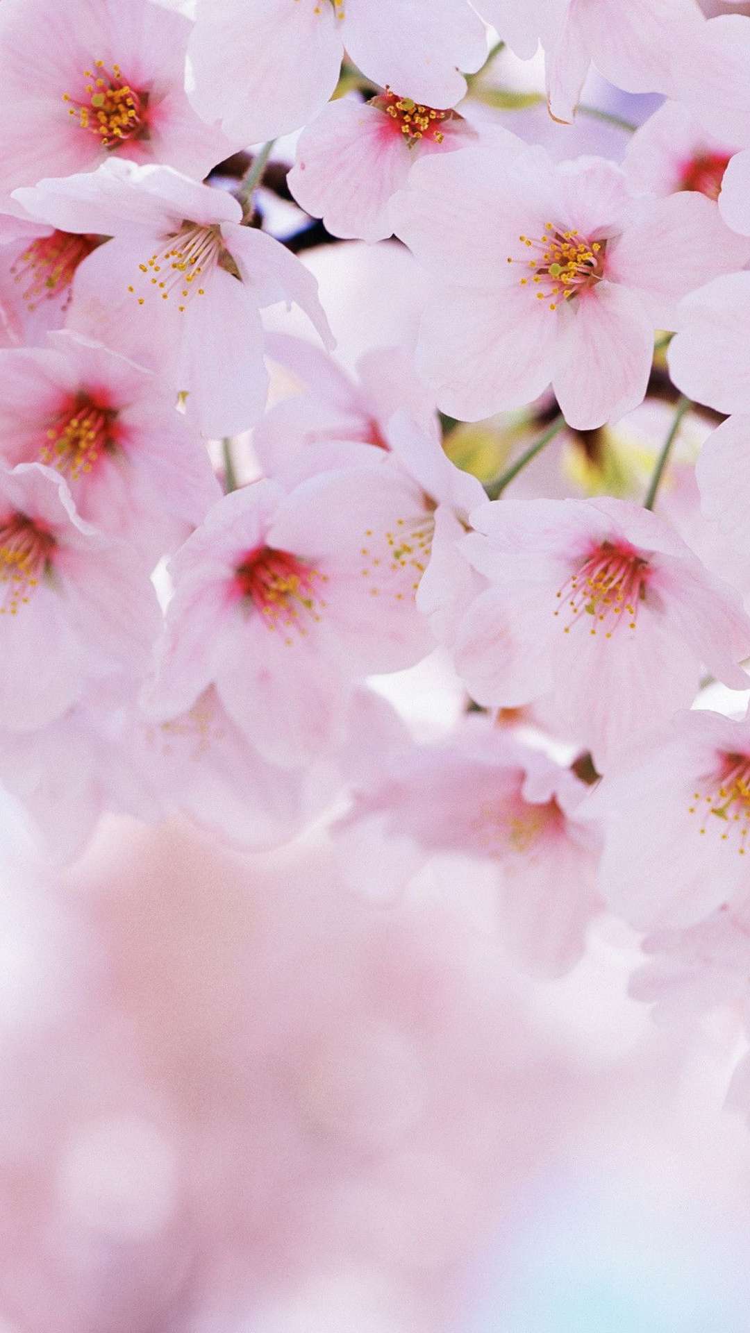 31+ Anime Cherry Blossom Wallpapers for iPhone and Android by Heidi Simmons