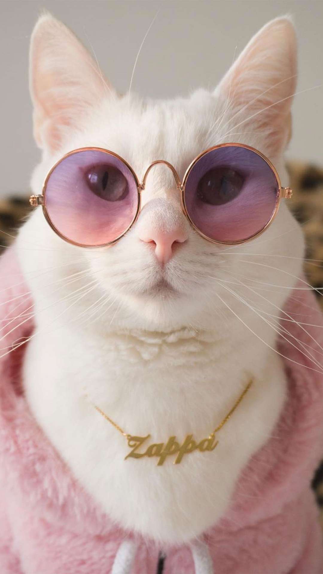 Sweet little cat and a pink bag - HD wallpaper